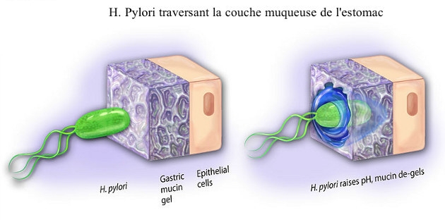 Helicobacter digestconfort heba HE COMPLEX